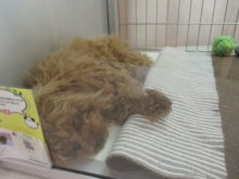 ポチたま(*^ω^*)