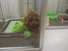 ウロウロ( *｀ω´)