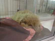 ポチたま(*´ω｀*)