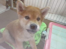 ポチたま(*´▽｀*)