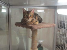 ポチたま(*^ω^*)