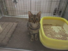 アメショー君( *｀ω´)