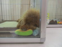 ポチたま(*´∀｀*)