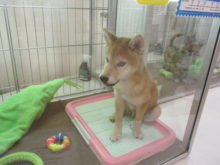 コソコソ( *｀ω´)