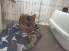 アメショー君(=‘ｘ‘=)