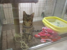 ジャンプ( *｀ω´)