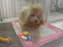 チラッ( ﾟ∀ ﾟ)