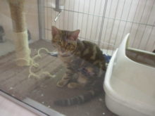 アタック(｀・ω・´)