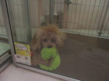 ポチたま(*´∀｀)