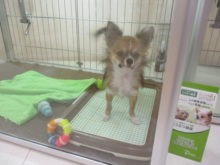 ポチたま(*^ω^*)