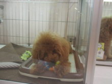 プーちゃん(´∀｀*)