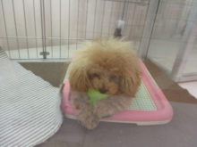 ポチたま(*ﾟ▽ﾟ*)