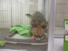 コソコソ( *｀ω´)