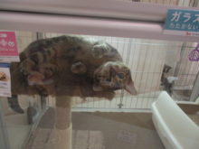 ゴロッ(=‘ｘ‘=)