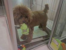 おもちゃ(｀・ω・´)