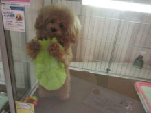 ポチたま(*´∀｀)