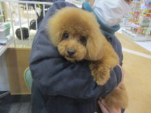 家族が決まりました(*ﾟ∀ﾟ*)