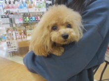 家族が決まりました(*^ω^*)