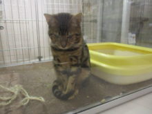 チラッ( *｀ω´)