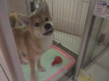 成人の日(*ﾟ∀ﾟ*)