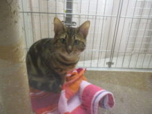 ポチたま(*^ω^*)