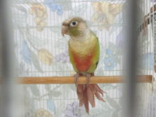 新メンバー(*´∀｀)