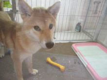 ポチたま(*ﾟ∀ﾟ*)