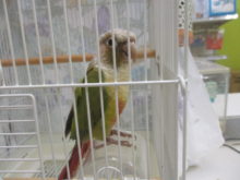 パインちゃん(*´ω｀*)