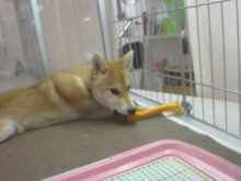 コソコソ( *｀ω´)