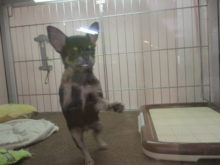 ポチたま(*ﾟ∀ﾟ*)