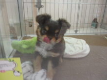 ポチたま(*´∀｀)