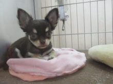 やんちゃ( *｀ω´)