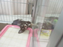 ポチたま(*´∀｀*)