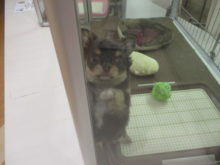 ドンッ( *｀ω´)