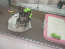 ポチたま(*´∀｀)