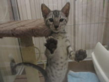 ベンガル君(=‘ｘ‘=)