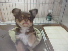 ポチたま(*ﾟДﾟ*)