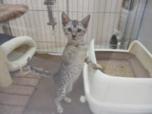 ポチたま( ´ ▽ ` )