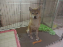 ポチたま(*´ω｀*)