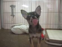 ベット(*´∀｀)