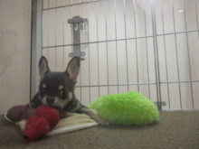 ポチたま(*^ω^*)