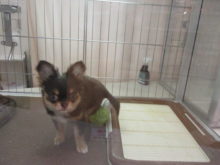 ボール( *｀ω´)