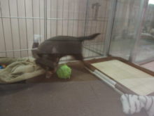 グルグル(´∀｀*)