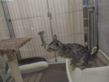 ジャンプ( *｀ω´)