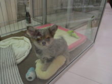 ポチたま(*ﾟ∀ﾟ*)