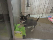 ポチたま(*´∀｀*)