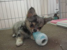 チワ君(*´∀｀)