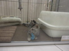 ベンガル君(*^^*)