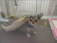 ヒョコ( ´艸｀)