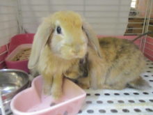 ポチたま(´∀｀*)